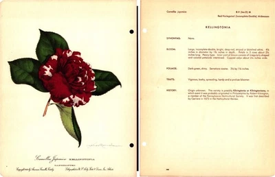 Camellia Japonica Kellingtonia-1953 Litografía Coloreada a Mano, Camelia Americana Foto 1 de 3
