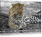 Leopard liegt im im Schatten schwarz/weiß Leinwandbild Wanddeko Kunstdruck