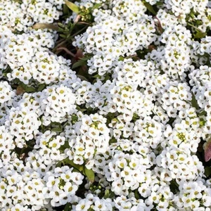 Alyssum Lobularia maritima benthamii 1500 seeds+FREE RUSABLE PLANT LABEL - Picture 1 of 1