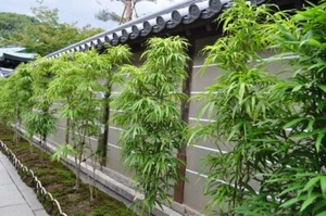 Bambusa “Lady Finger” Clumping Bamboo Plant – 1 Gallon Size 4 to 6 Tall Feet Now - Picture 1 of 2