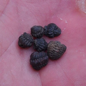 6pcs 7-8mm smal Trilobite Acastoides Devonian Trilobiten lot Arthropods 1066 - Picture 1 of 5
