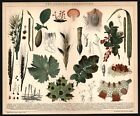 Litografia anno 1896 - Choroby roślin Fitopatologia Grzybice Rdza