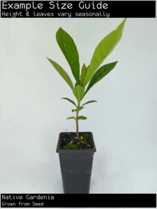 Native Gardenia (Atractocarpus fitzalanii) Tree Plant - Picture 1 of 10