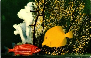 Postal de ciencias de la Academia de Ciencias de la Academia de Ciencias de Cirujano Amarillo, pez ardilla arrecife tropical Pacífico CA - Imagen 1 de 2
