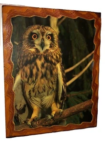Quadro vintage gufo laccato da parete legno metà secolo stampa 20” x 16” - Foto 1 di 8