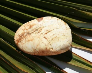 fossile Muschel Versteinerung MM038 Madagaskar Fossil - Bild 1 von 2