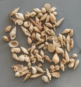 60 pcs assorted seashells Philippines 3-12 mm DEEP WATER - Picture 1 of 4