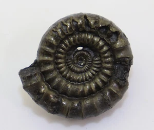 Ammonit, Echioceras raricostatum, Jura, Sinemur, Charmouth, Dorset, UK -k623 - Picture 1 of 6