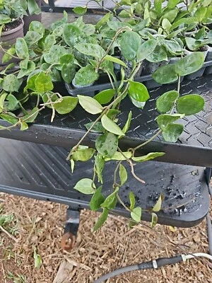 Hoya Carnosa Krinkle 8 Chelsea live rare plant 3" inch planted pot 16"+ Long - Image 1 of 4