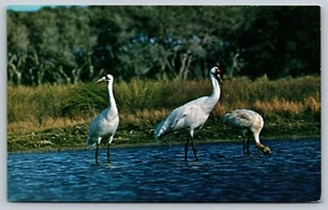 GRULLAS WHOOPING pájaro prensa de la naturaleza vintage sin usar sin publicar cromo postal A52 - Imagen 1 de 2