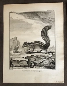 Antique Print Striped Squirrel Ecureuil Engraving 1700s 7.5” X 10” E1 - Picture 1 of 2