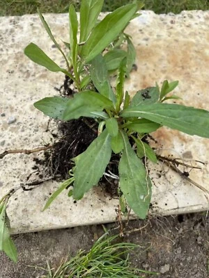 Plántulas de raíz de malan (Aster indicus L.), Comestible, Semillas Temporada de Plantación: Marzo-Octubre - Imagen 1 de 4