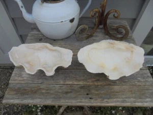 2 clam shells - Picture 1 of 9