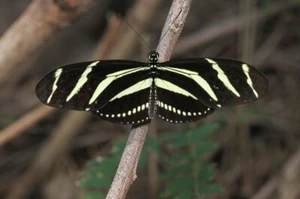 ZEBRA LONGWING SCHMETTERLING, Fotodruck (randlos) Poster 19x13" Zoll - Bild 1 von 2