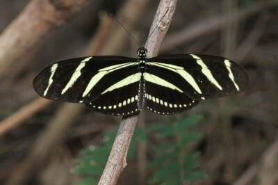 ZEBRA LONGWING BUTTERFLY, Photo Print (Borderless) Poster 19x13" inch - Image 1 of 2