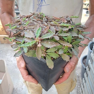 Euphorbia decaryi f. decaryi (Madagascar) HUGE PLANT!!! ebay-H202 - Imagen 1 de 19