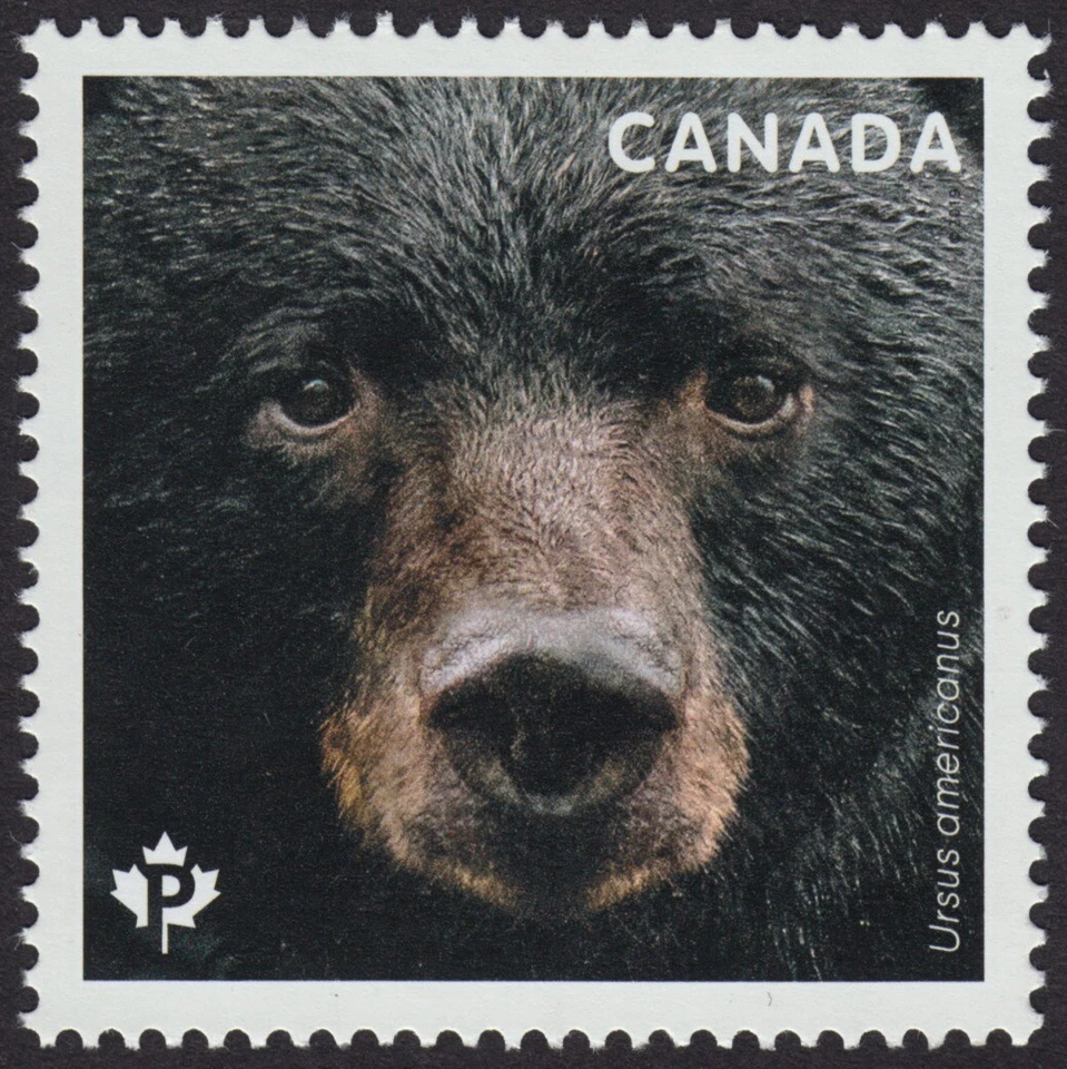 BLACK AMERICAN BEAR = Stamp from Souvenir Sheet Canada 2019 MNH - Image 1 of 1
