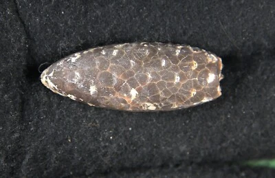 Cono de cola de caballo fósil de calcedonia - Sáhara Occidental Foto 1 de 4