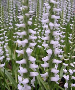 Spiranthes 'Chadds Ford' - weißer Drehwurz - Gartenorchidee Pflanze Winterhart - Bild 1 von 3