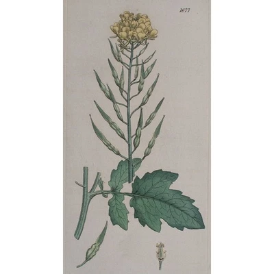 Gelbblühender Schwarzer Senf Enzyklopädische Darstellung Kupferstich 19 Jhd - Bild 1 von 4