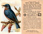 J9-3, Church & Dwight, Nützliche Vögel Amerika 7. Ser., 1925, #1 Bluebird