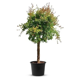 Granatapfelbaum - Punica Granatum- 190 cm hoch Inklusive Topf. - Bild 1 von 6