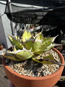 Agave Oteroi / Titanota - Picture 1 of 3