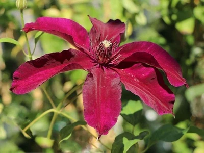 Clematis Huvi - Iniciadores vivos en macetas de cultivo de 4 pulgadas - Clematis 'Huvi' Foto 1 de 4