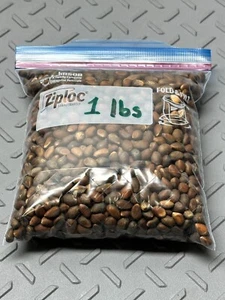 1 LBS RAW New Mexico Piñon, Pinon Pine Nuts, Flavorful, Sweet, Soft Shells😁😊😍 - Picture 1 of 2