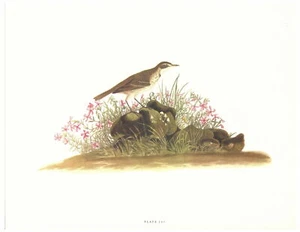 Bird Print - Plate 105 - Picture 1 of 1