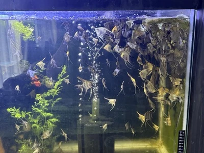 Grupo de 10* Pez Ángel Surtido Tamaño Dólar (BlueSmokey, Leopardo, Koi Surtido) Foto 1 de 4