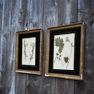 Antica coppia quadri cornice dorata esemplare botanico erbario 1931 raccolti a mano - Foto 1 di 12