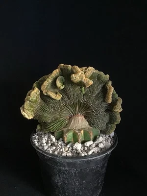 Cactus con cresta Geohintonia mexicana - injertado Foto 1 de 4