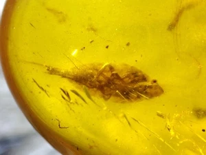 Fossil amber Insect Burmese burmite Cretaceous insect Cicada Myanmar - Picture 1 of 4