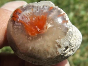 DIG-N-UTAH: POLISHED RED HORN CORAL DISPLAY CAB UTAH # J 766 - Picture 1 of 3