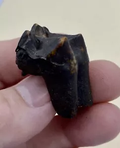 TAPIRZAHN FLORIDA WUNDERSCHÖNE VERWURZELTE FOSSILIEN ZÄHNE EISZEIT SKELETT T22 - Bild 1 von 4
