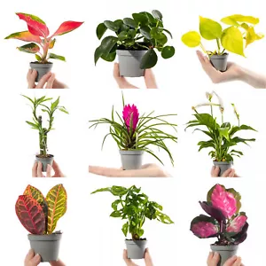 Collection Of Small Baby Evergreen Mixed Indoor House Plants Growers Choice - Picture 1 of 4