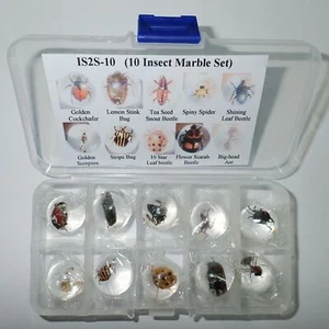 2 cm Sphere Marble Collection Set 10 Insect Specimen Clear Plastic Box - Picture 1 of 12