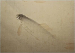 PINTURA JAPONESA PERGAMINO IMAGEN ANTIGUA PECES DE RÍO AYU f781 - Imagen 1 de 11