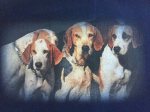 Set of 5 cotton pillow covers Hunting Dogs Hounds Blue, Green USA 15.75" x 11.5" - Picture 1 of 10