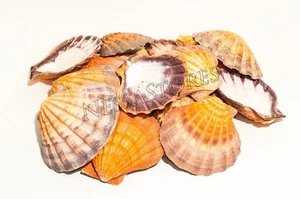 Orange Lion Paw Scallop Nautical Dish Beach Craft Sea Shell 4.5-5.5"(18 pcs) #27 - Picture 1 of 4
