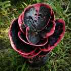 Croton Codiaeum Variegatum schwarz rosafreies Pflanzengesundheitszertifikat
