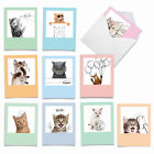 10 All Occasion Blank Note Cards With Envelopes - Feline Graffiti M6583ocb