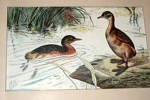 GREBE CASTAGNEUX MAHLER AQUARELLE MANUFRANCE 1907 - Picture 1 of 1
