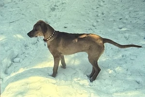 Vintage Foto Dia Hund posiert im Schnee - Bild 1 von 2