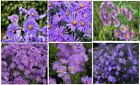 Purple Aster Peter Iii Hybrid 100 Seeds *Rare Flower * Very Pretty Usa Seller