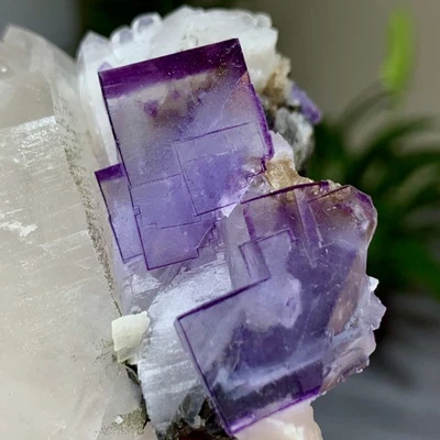 298G Natural Transparente Morado Fluorita Coexiste con Cristal Blanco/Yaogangxian Foto 1 de 4