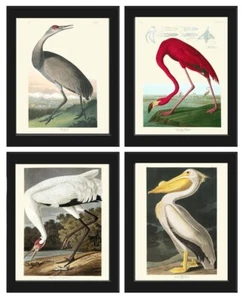 Audubon Vogeldrucke Vintage Antik Vogel Heim Wandkunst 4er Set Kran ungerahmt - Bild 1 von 8