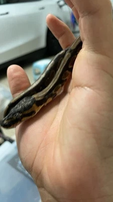 Ball Python Foto 1 de 2