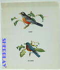 Vintage Frameable Art Print 1959 Nino Carbe 12&quot; X 10&quot; BIRDS